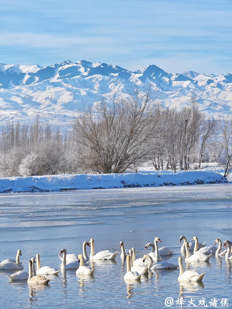 “天鹅越冬”何以成新疆冬季旅游新景？