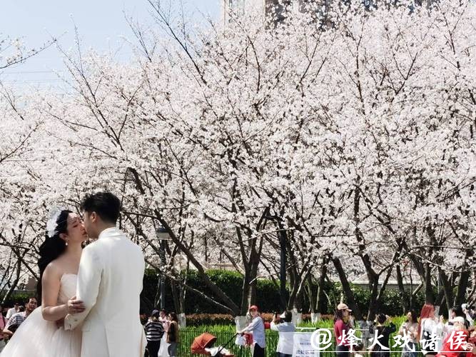 双梅争春寒樱也“醒”了，上海赏樱季揭幕