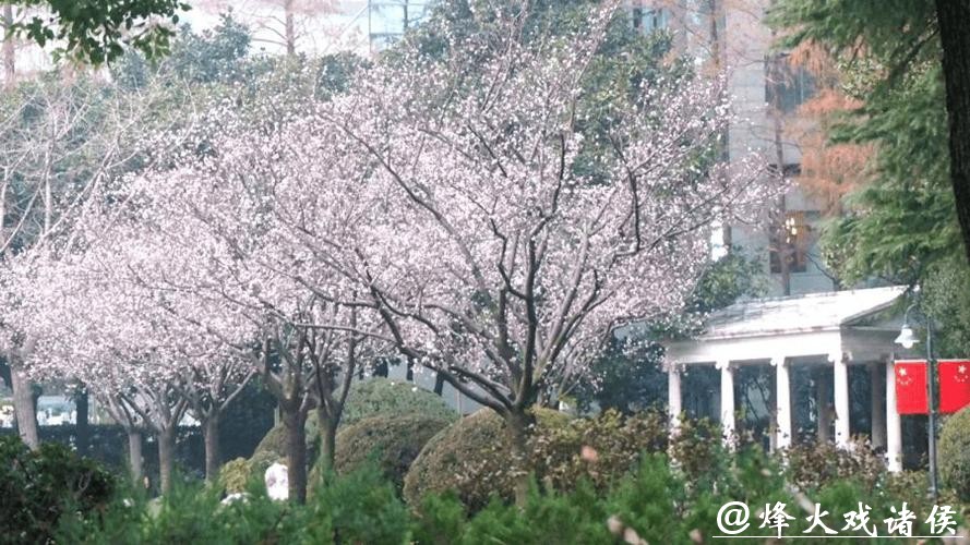 双梅争春寒樱也“醒”了，上海赏樱季揭幕